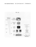 Circular permutant GFP insertion folding reporters diagram and image