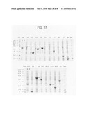 Circular permutant GFP insertion folding reporters diagram and image