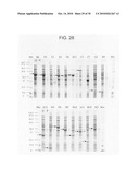 Circular permutant GFP insertion folding reporters diagram and image