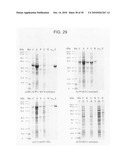 Circular permutant GFP insertion folding reporters diagram and image