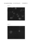 GLYCOPROTEINS AND GLYCOSYLATED CELLS AND A METHOD FOR THE PREPARATION OF THE SAME diagram and image