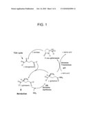 Plant Glutamine Phenylpyruvate Transaminase Gene and Transgenic Plants Carrying Same diagram and image