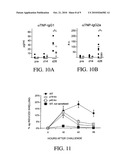 INHIBITION OF IL-17 PRODUCTION diagram and image