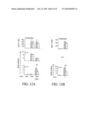 INHIBITION OF IL-17 PRODUCTION diagram and image