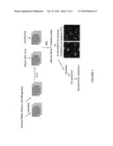 COMPOSITIONS AND METHODS FOR AUGMENTING ACTIVITY OF ONCOLYTIC VIRUSES diagram and image