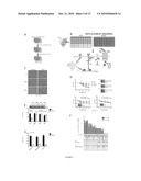 COMPOSITIONS AND METHODS FOR AUGMENTING ACTIVITY OF ONCOLYTIC VIRUSES diagram and image