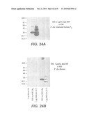 METHODS AND COMPOSITIONS FOR TARGETING POLYUBIQUITIN diagram and image