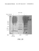 METHODS AND COMPOSITIONS FOR TARGETING POLYUBIQUITIN diagram and image