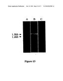 NOVEL PSEUDOCHLOROCOCCUM SPECIES AND USES THEREFOR diagram and image