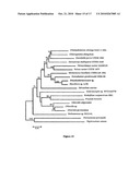 NOVEL PSEUDOCHLOROCOCCUM SPECIES AND USES THEREFOR diagram and image