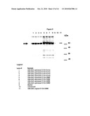 Optimized Nucleic Acid Sequences For The Expression of VB4-845 diagram and image