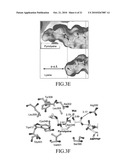 MUTANT PYRROLYSYL-tRNA SYNTHETASE, AND METHOD FOR PRODUCTION OF PROTEIN HAVING NON-NATURAL AMINO ACID INTEGRATED THEREIN BY USING THE SAME diagram and image