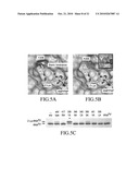 MUTANT PYRROLYSYL-tRNA SYNTHETASE, AND METHOD FOR PRODUCTION OF PROTEIN HAVING NON-NATURAL AMINO ACID INTEGRATED THEREIN BY USING THE SAME diagram and image