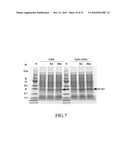 MUTANT PYRROLYSYL-tRNA SYNTHETASE, AND METHOD FOR PRODUCTION OF PROTEIN HAVING NON-NATURAL AMINO ACID INTEGRATED THEREIN BY USING THE SAME diagram and image