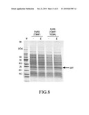 MUTANT PYRROLYSYL-tRNA SYNTHETASE, AND METHOD FOR PRODUCTION OF PROTEIN HAVING NON-NATURAL AMINO ACID INTEGRATED THEREIN BY USING THE SAME diagram and image