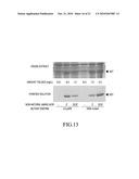 MUTANT PYRROLYSYL-tRNA SYNTHETASE, AND METHOD FOR PRODUCTION OF PROTEIN HAVING NON-NATURAL AMINO ACID INTEGRATED THEREIN BY USING THE SAME diagram and image