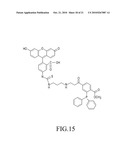 MUTANT PYRROLYSYL-tRNA SYNTHETASE, AND METHOD FOR PRODUCTION OF PROTEIN HAVING NON-NATURAL AMINO ACID INTEGRATED THEREIN BY USING THE SAME diagram and image