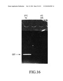 MUTANT PYRROLYSYL-tRNA SYNTHETASE, AND METHOD FOR PRODUCTION OF PROTEIN HAVING NON-NATURAL AMINO ACID INTEGRATED THEREIN BY USING THE SAME diagram and image