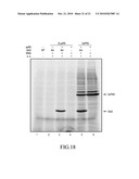 MUTANT PYRROLYSYL-tRNA SYNTHETASE, AND METHOD FOR PRODUCTION OF PROTEIN HAVING NON-NATURAL AMINO ACID INTEGRATED THEREIN BY USING THE SAME diagram and image