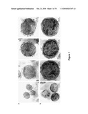 METHODS FOR ISOLATING VERY SMALL EMBRYONIC-LIKE (VSEL) STEM CELLS diagram and image