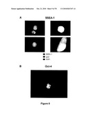 METHODS FOR ISOLATING VERY SMALL EMBRYONIC-LIKE (VSEL) STEM CELLS diagram and image