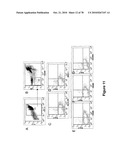 METHODS FOR ISOLATING VERY SMALL EMBRYONIC-LIKE (VSEL) STEM CELLS diagram and image