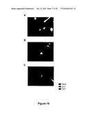 METHODS FOR ISOLATING VERY SMALL EMBRYONIC-LIKE (VSEL) STEM CELLS diagram and image