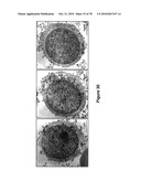 METHODS FOR ISOLATING VERY SMALL EMBRYONIC-LIKE (VSEL) STEM CELLS diagram and image