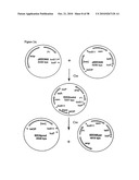 RECOMBINATIONAL CLONING USING NUCLEIC ACIDS HAVING RECOMBINATION SITES diagram and image