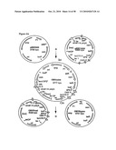 RECOMBINATIONAL CLONING USING NUCLEIC ACIDS HAVING RECOMBINATION SITES diagram and image