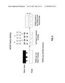 FABRICATION OF VASCULARIZED TISSUE USING MICROFABRICATED TWO-DIMENSIONAL MOLDS diagram and image