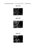 FABRICATION OF VASCULARIZED TISSUE USING MICROFABRICATED TWO-DIMENSIONAL MOLDS diagram and image