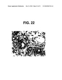 FABRICATION OF VASCULARIZED TISSUE USING MICROFABRICATED TWO-DIMENSIONAL MOLDS diagram and image