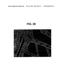 FABRICATION OF VASCULARIZED TISSUE USING MICROFABRICATED TWO-DIMENSIONAL MOLDS diagram and image