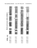 VASCULAR ADHESION MOLECULES AND MODULATION OF THEIR FUNCTION diagram and image
