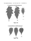 Compositions and Methods for Altering the Morphology of Plants diagram and image