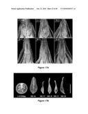 Compositions and Methods for Altering the Morphology of Plants diagram and image