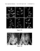 Compositions and Methods for Altering the Morphology of Plants diagram and image