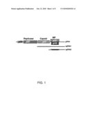 ENHANCING EXPRESSION OF VALUE-ADDED GENES BY TRANSGENIC EXPRESSION OF TOMBUSVIRUS-BASED P19 GENE MUTANTS diagram and image