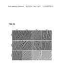 METHODS AND COMPOSITIONS FOR TREATING NEUROPATHIES diagram and image