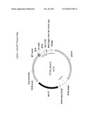 CELL LINES THAT PRODUCE PROSTAGLANDIN F2 ALPHA (PGF2a) AND USES THEREOF diagram and image