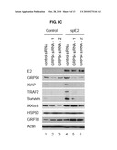 NOVEL USE OF GRP 94 IN VIRUS INFECTION diagram and image