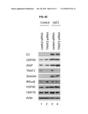 NOVEL USE OF GRP 94 IN VIRUS INFECTION diagram and image