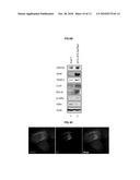 NOVEL USE OF GRP 94 IN VIRUS INFECTION diagram and image