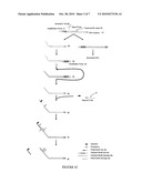 SEQUENCES AND METHODS FOR DETECTING INFLUENZA A AND INFLUENZA B VIRUS diagram and image