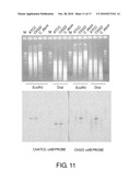 DETECTION OF BACTERIA BELONGING TO THE GENUS CAMPYLOBACTER BY TARGETING CYTOLETHAL DISTENDING TOXIN diagram and image