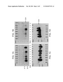 METHODS OF DIAGNOSING CANCER diagram and image