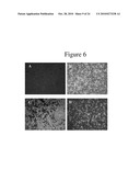 Cellular Permissivity Factor for Viruses and Uses Thereof diagram and image