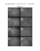 Cellular Permissivity Factor for Viruses and Uses Thereof diagram and image