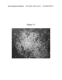 Cellular Permissivity Factor for Viruses and Uses Thereof diagram and image